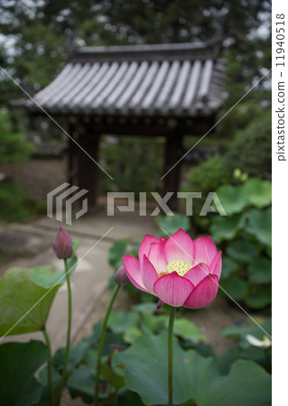 Toshodaiji Temple's main lotus lotus 11940518