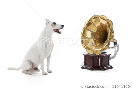 Jack Russell Terrier sitting next to gramophone Jack Russell Terrier sitting next to gramophone 11941560