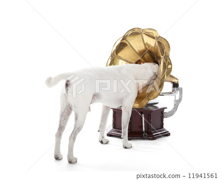 Jack Russell Terrier searching in gramophone horn 11941561