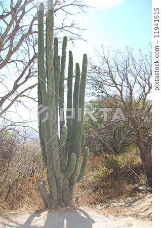Cactus Cactus 11941615