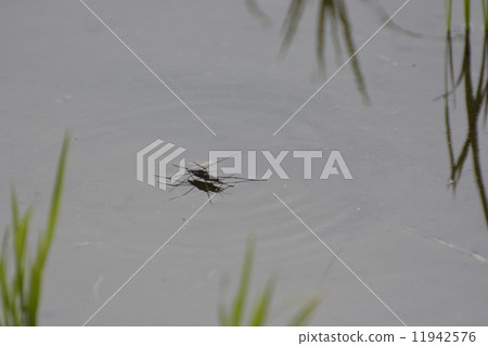 Amenbo Amenbo 11942576