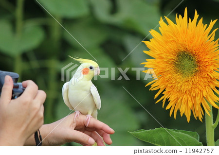 向日葵和鳥類 11942757