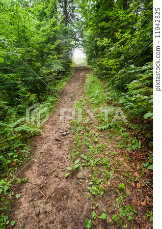 Trekking trail leading through summer landscape of deep forest 11942825