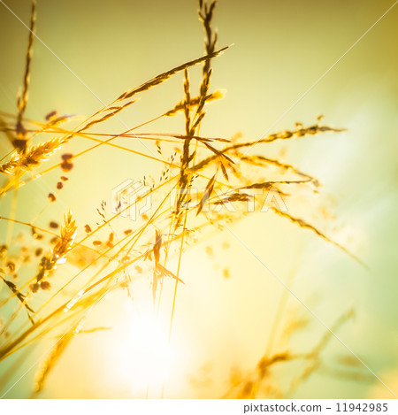 Amazing sunrise at summer meadow with wildflowers 11942985