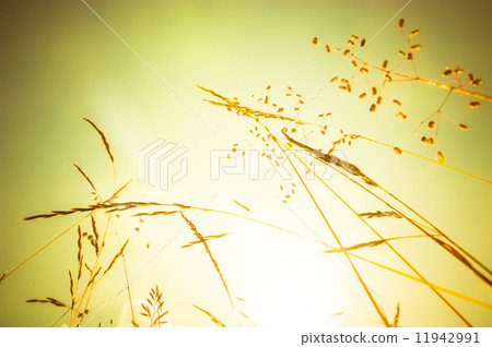 Amazing sunrise at summer meadow with wildflowers 11942991