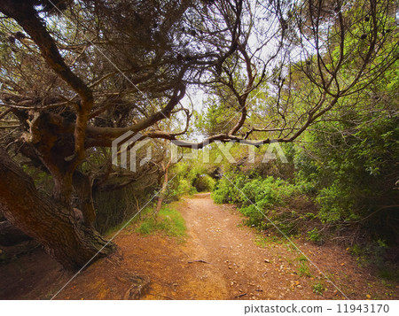 Landscape of Minorca Landscape of Minorca 11943170