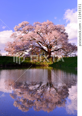 One cherry tree of Asai One cherry tree of Asai 11943351
