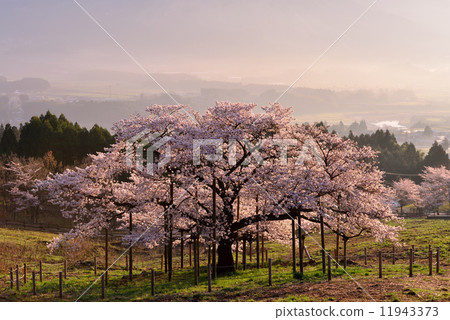 觀音櫻花 觀音櫻花 11943373