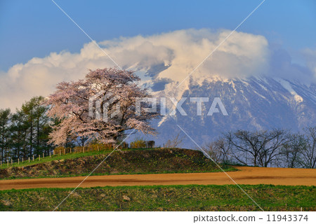 櫻花里面 櫻花里面 11943374