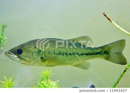 Black Bass 11943427