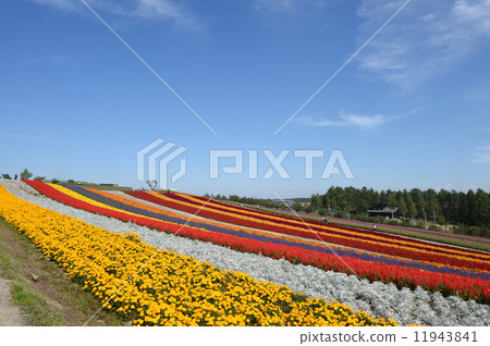 Shikisai小山的花園 11943841