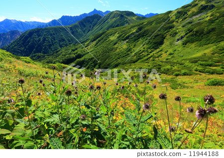 From the Northern Alps · Mitamen Renka Curl To flower and flower of Athami 11944188