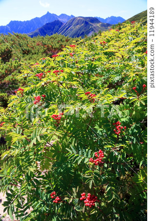 Northern Alps · Mitamen Renka Curl's Nanakamado Fruit and Yanagatake 11944189