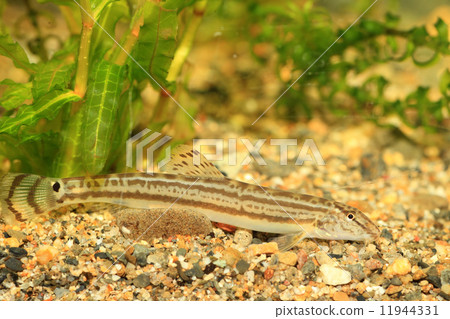 猩紅色蘇格蘭蓮花(來自Mukogawa) 猩紅色蘇格蘭蓮花(來自Mukogawa) 11944331