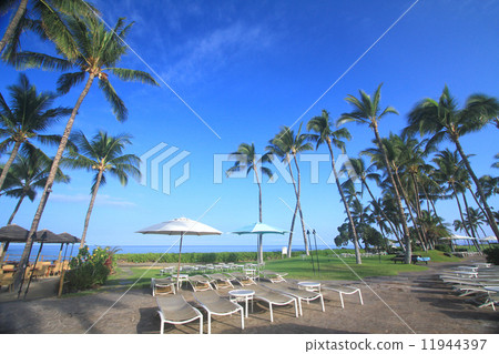 度假村游泳池棕櫚 度假村游泳池棕櫚 11944397