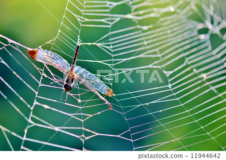 蜘蛛網 蜘蛛網 11944642