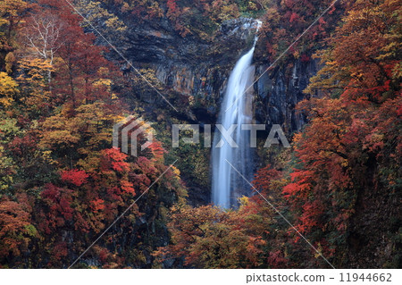 秋葉的Sorui 秋葉的Sorui 11944662