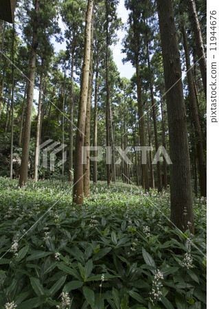 Yabu Miuga Yabu Miuga 11944676