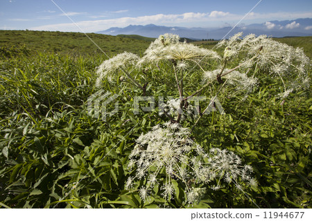 Shiyoudo Shiyoudo 11944677