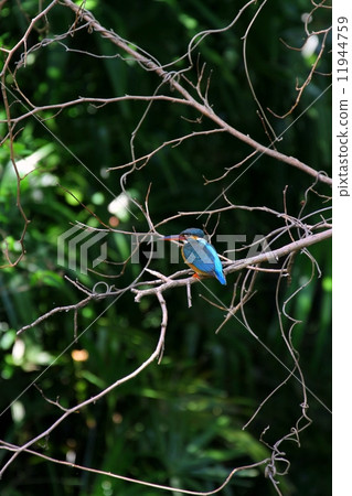 Common Kingfisher ♀ (kingfisher) 11944759