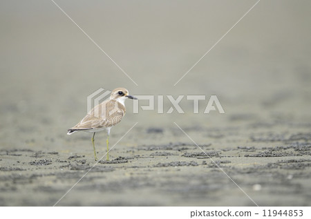 Young medididori young bird 11944853