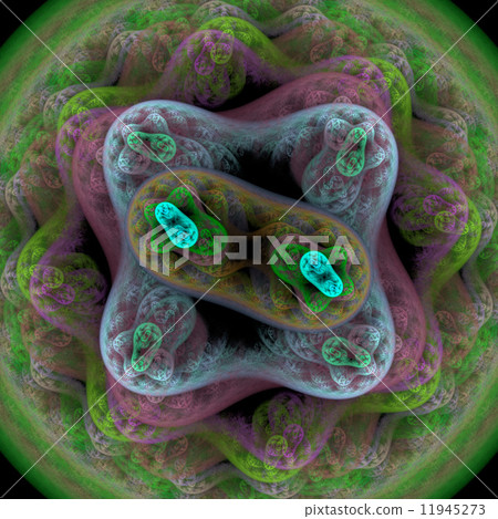 Symmetrical growth of bacteria 11945273