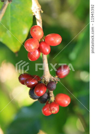 Arabica coffee 11945392