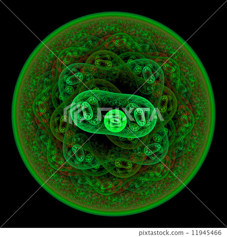 Symmetrical growth of bacteria 11945466
