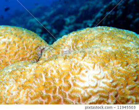 石垣青蛙 石垣青蛙 11945503