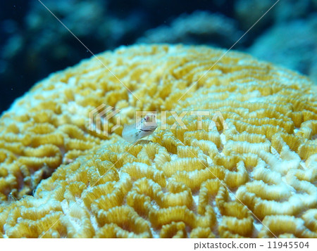 石垣青蛙 11945504