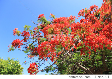 夏威夷鳳凰樹 11945901