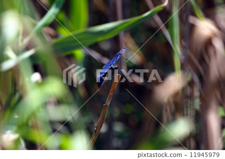 蜻蜓 11945979