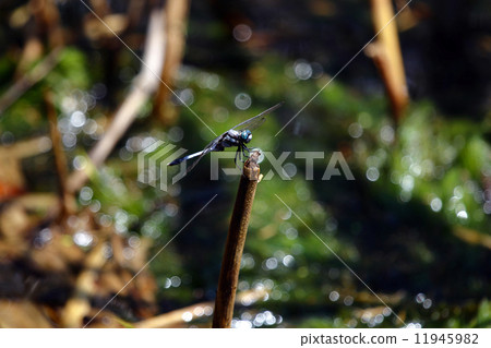 Dragonfly  11945982
