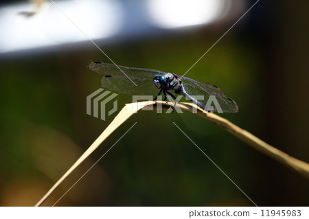 蜻蜓 11945983