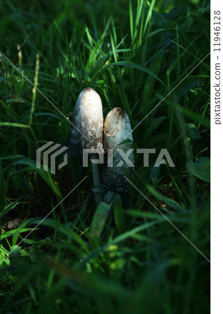 人類的死亡 11946128