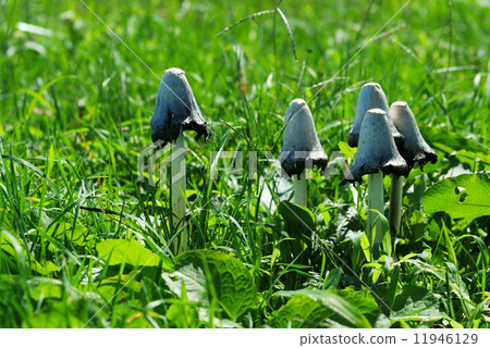 人類的死亡 11946129