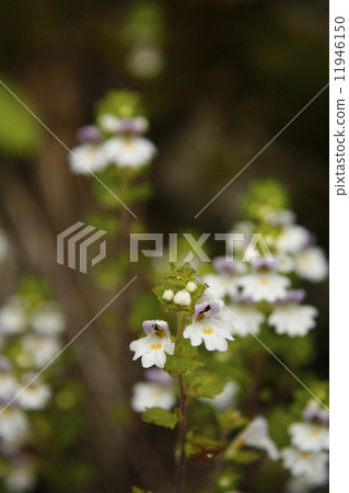 Miyama Kogoegusa Miyama Kogoegusa 11946150