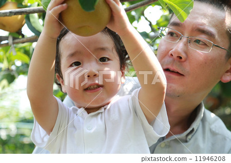 梨狩獵！ 11946208