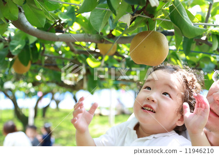 梨狩獵! 梨狩獵! 11946210