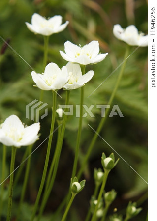 Umebachissau Umebachissau 11946256