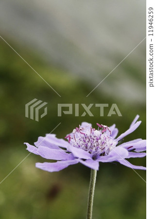 Takane buruma Takane buruma 11946259
