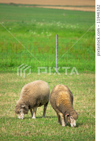 Sheep, Sapporo Yakeka Observatory Sheep, Sapporo Yakeka Observatory 11946382