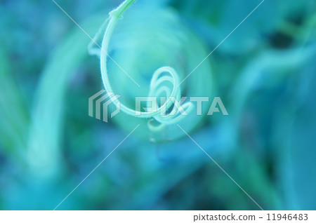 Curly Twig Curly Twig 11946483