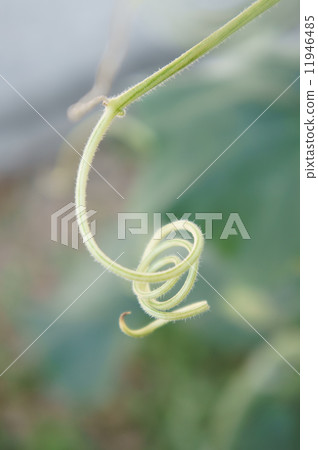 Curly Twig Curly Twig 11946485
