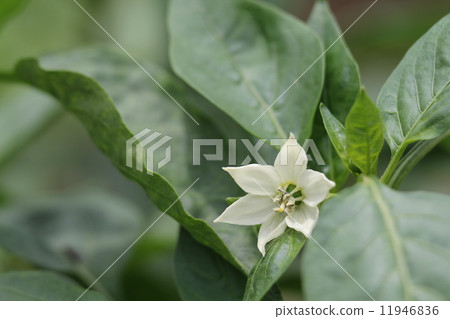 盛開的鮮花 盛開的鮮花 11946836