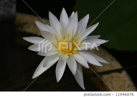 Water lily 11946876
