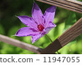 Clematis 11947055