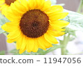 sunflower	 11947056