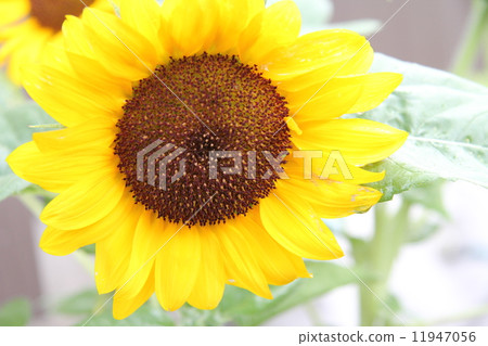 向日葵 向日葵 11947056