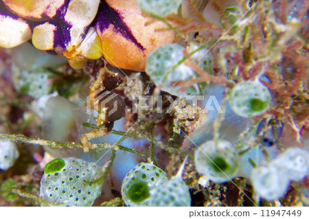 侏儒海馬（海馬成員） 11947449